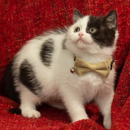 Cat Collar Breakaway Bowtie Safety with Bell Adjustbale Kitten Puppy Solid Plaid Color Set A-[2Pcs] Pink & Blue Grey
